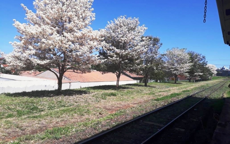 Ipês floridos pela cidade: Um aceno à primavera